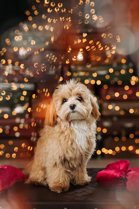 A light-coloured dog sitting between red cushions in front of a suitcase Christmas tree