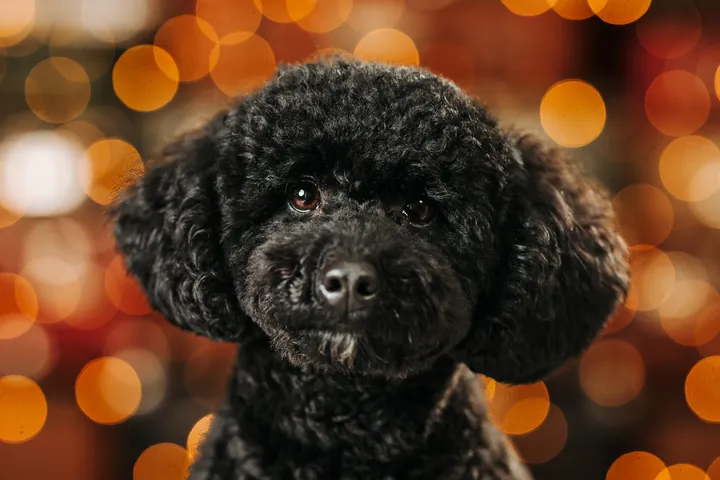 Portrait of a black poodle against warm Christmas lights