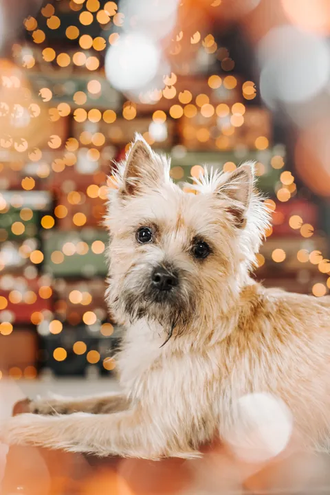 A terrier lying in front of Christmas lights